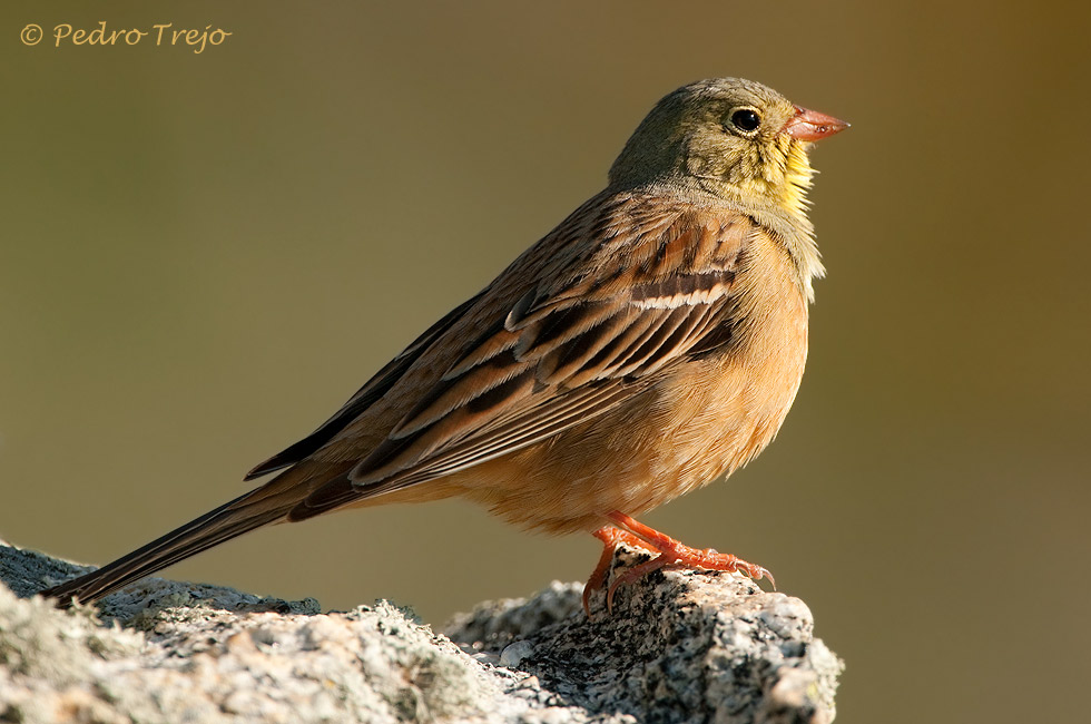 Escribano hortelano (Emberiza hortulana)